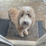 The Pokey Little Puppy