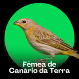 Fêmea de Canário da Terra - Trinado para Tranquilidade