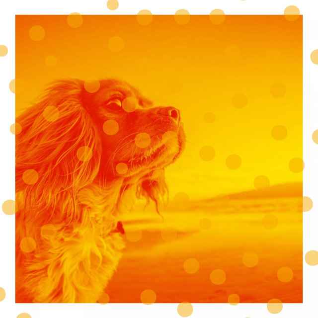 Music for Doggy Naptime - Acoustic Guitar