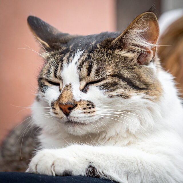 Ritmos Suaves Lofi Para Gatos En Paz