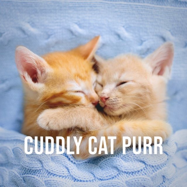 Cuddly Cat Purr: Pleasant Purring of a Cat Cuddling into the Blanket