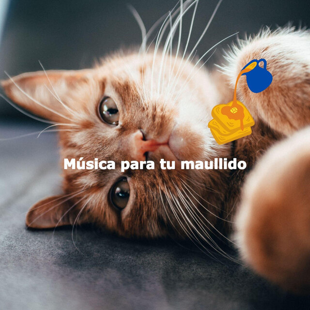 Música para tu maullido