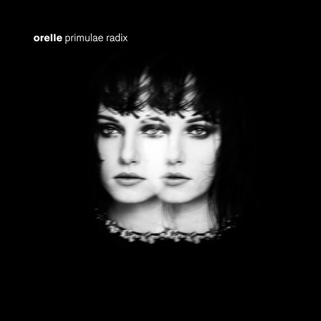 Primulae radix