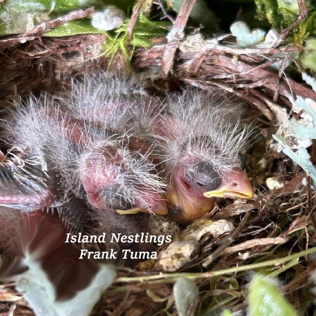 Island Nestlings