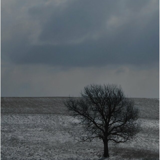 Roots