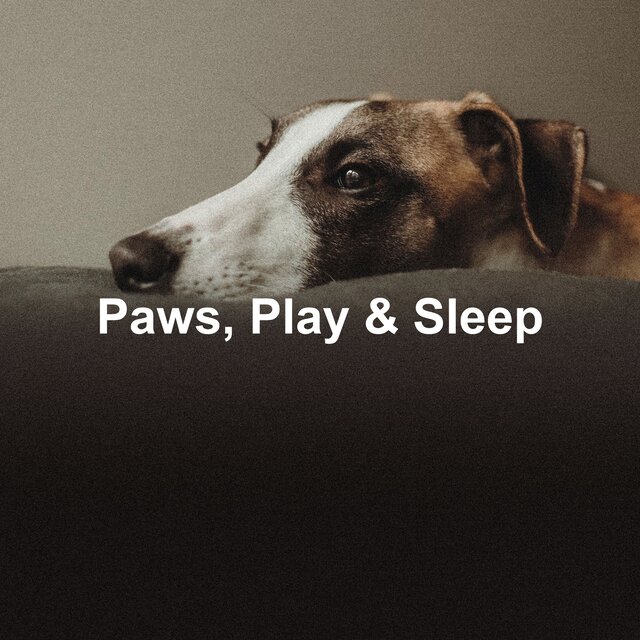 Paws, Play & Sleep