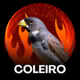 Coleiro Cantando no Banho de Sol