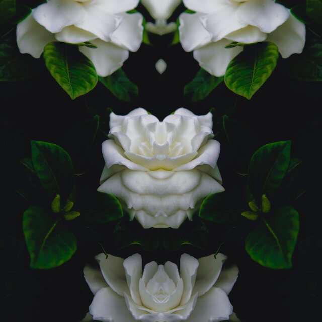 when gardenias bloom (feat. yogic beats)