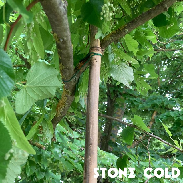 wooden stick