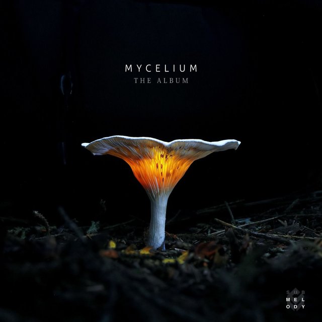 Mycelium