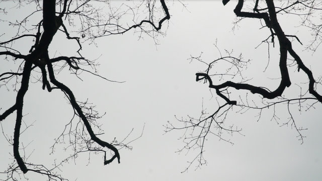Wandering II