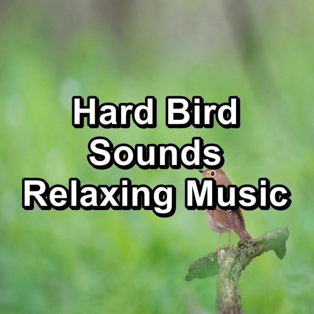 Hard Bird Sounds Relaxing Music