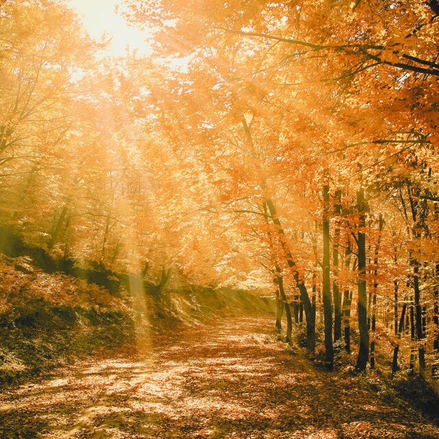 Autumn Leaves
