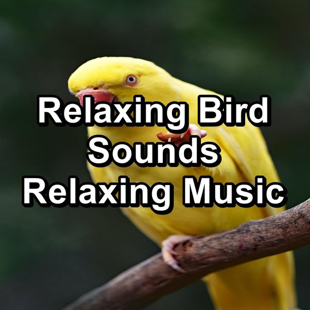 Relaxing Bird Sounds Relaxing Music