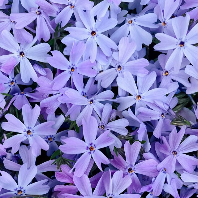 Bloom