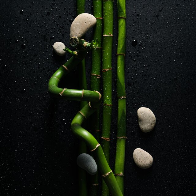 Whispers Beneath the Bamboo Canopy