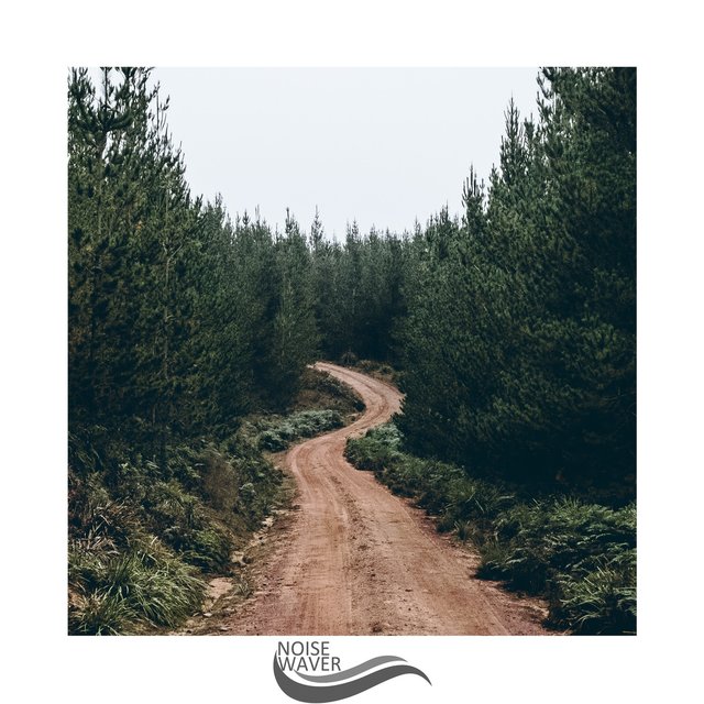 Forest Background