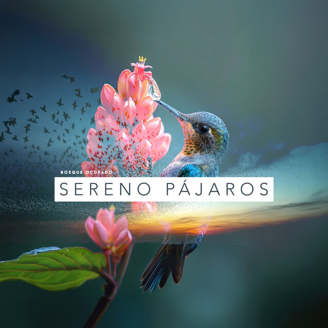 Sereno Pájaros