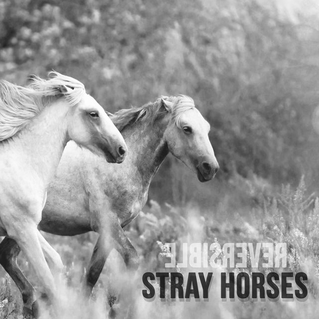 Stray Horses