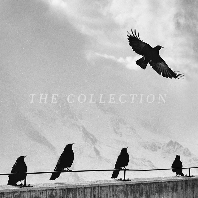 The Collection
