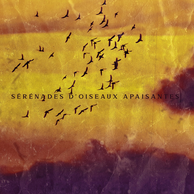 Sérénades d'oiseaux apaisantes: Temps de méditation, Relaxation profonde, Repos sain