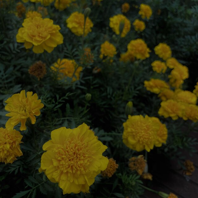 Dxwgdays