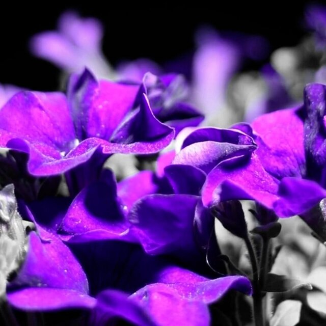 Ombres al davant