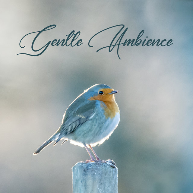 Gentle Ambience: Unwind with Harmonious Tones