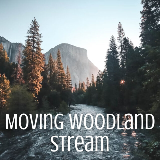 Moving Woodland Stream