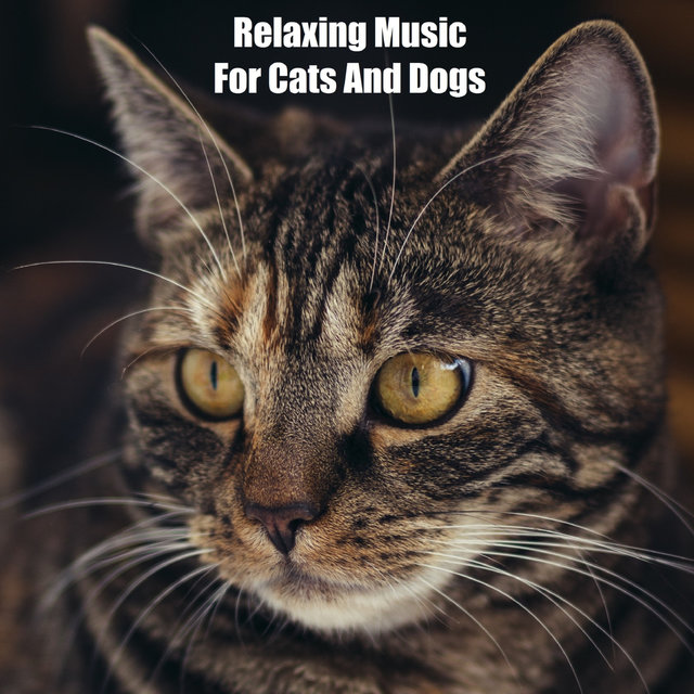Relaxing Music For Cats And Dogs (feat. Music For Cats, World of cat's & Музыка для кошек)