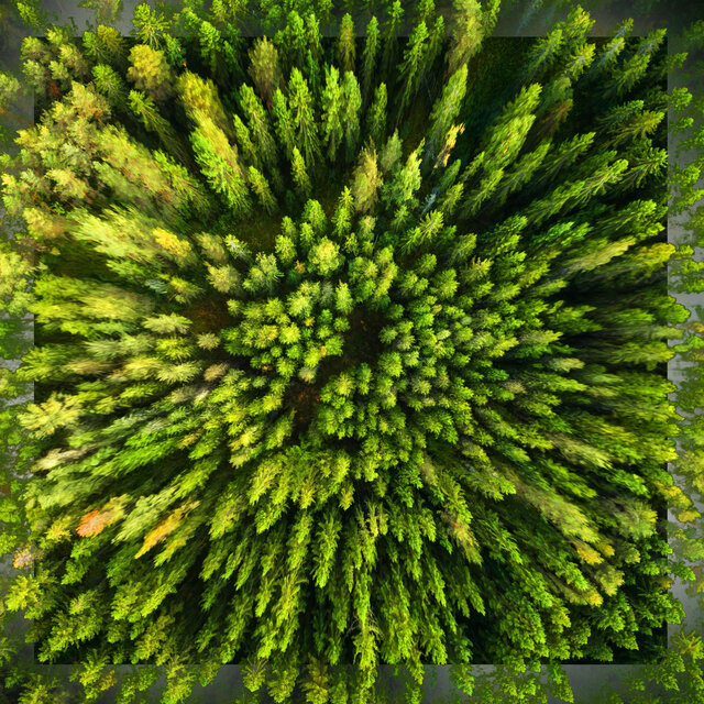 Wald