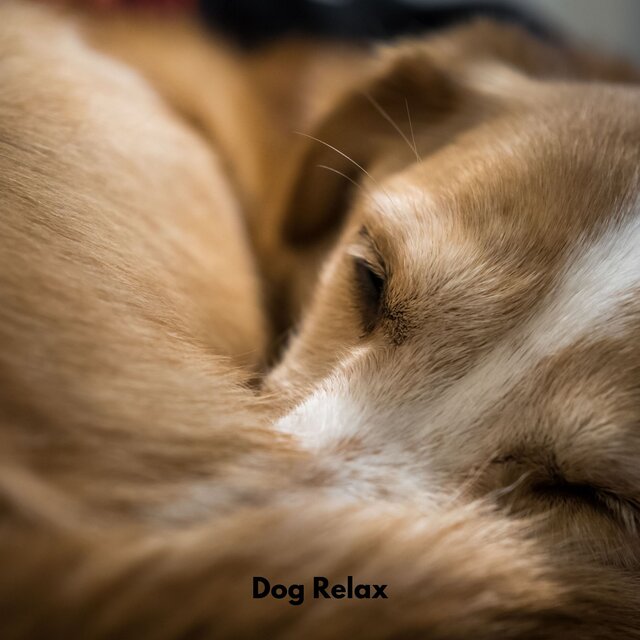 Dog Relax