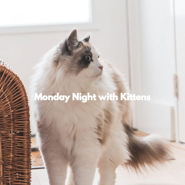Monday Night with Kittens