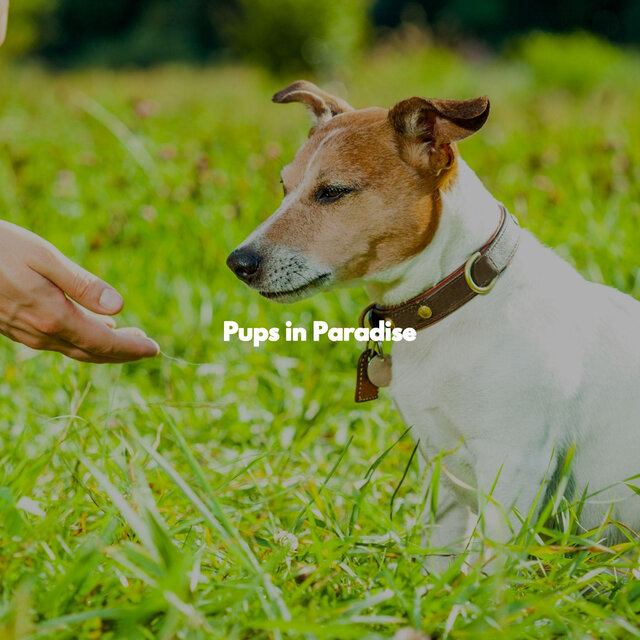 Pups in Paradise