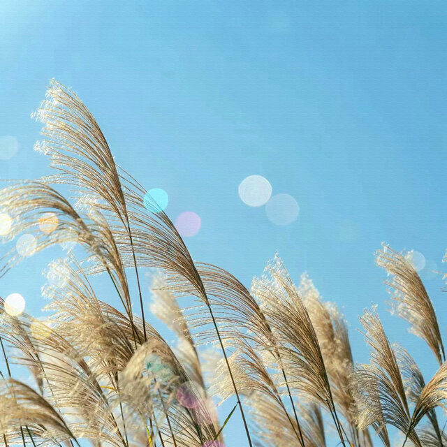 浪漫之音|原创竖琴曲|让心灵诗意的栖息|柔美竖琴曲|纯音乐|梦幻听觉