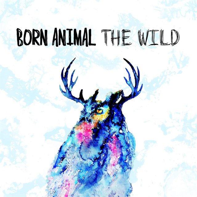 The Wild