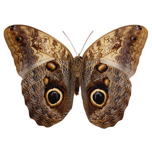 The Distant Sound of Butterflies
