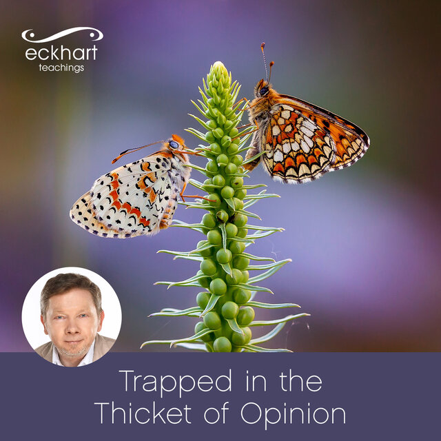 Trapped in the Thicket of Opinion