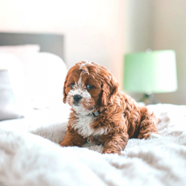 Calming Your Dog - Simplistic