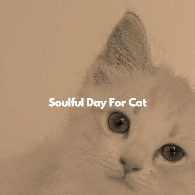 Soulful Day For Cat