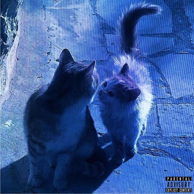 Котики prod. by кодокуна, probelad