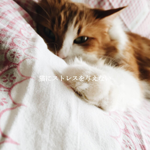 猫にストレスを与えない
