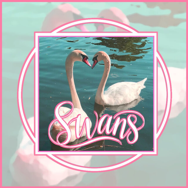 Swans