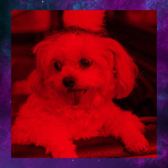 Bossa Trombone - Bgm for Calming Puppies