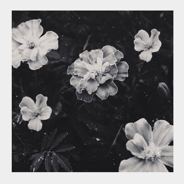Tiny Sprout (feat. Alaskan Tapes)