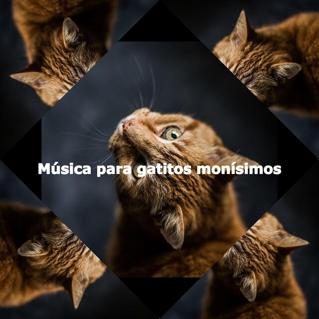 Música para gatitos monísimos