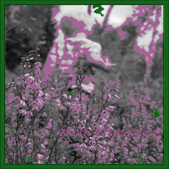 Fields Of Heather