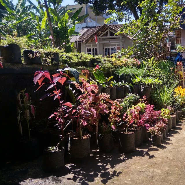 Bocah kopkopan