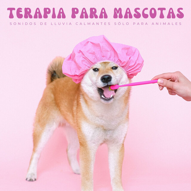 Terapia Para Mascotas: Sonidos De Lluvia Calmantes Sólo Para Animales