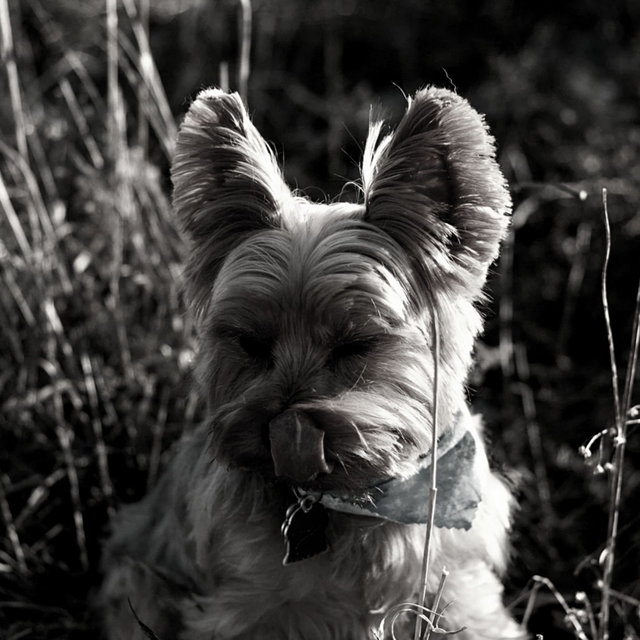 Background Music (Stressed Dogs)